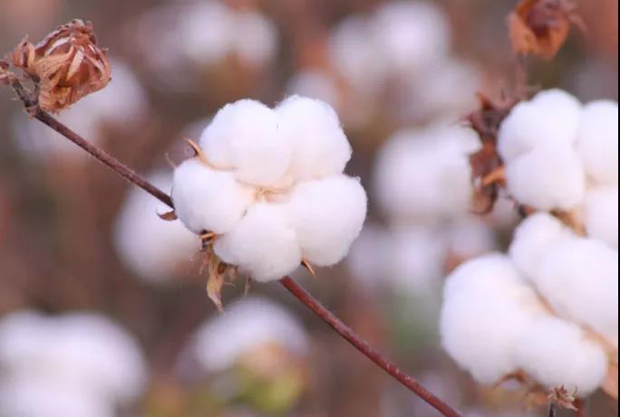 棉籽油精煉加工設備，企鵝機械提高油料綜合利用率(圖1)