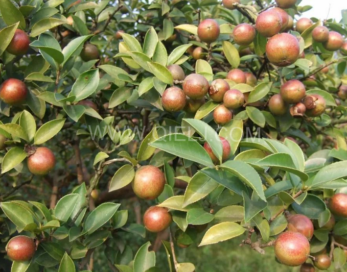 茶籽油壓榨設(shè)備認(rèn)準(zhǔn)企鵝機(jī)械，性能穩(wěn)定操作便利(圖1)